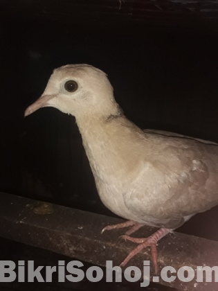 ফ্রেশ অস্ট্রেলিয়ান ঘুঘু পাখির বাচ্চা বিক্রি হবে